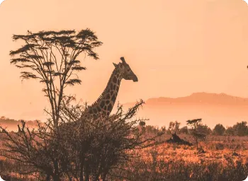 Best flight deals to Africa